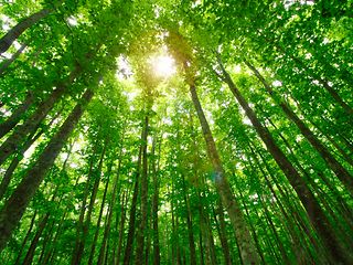 Trees